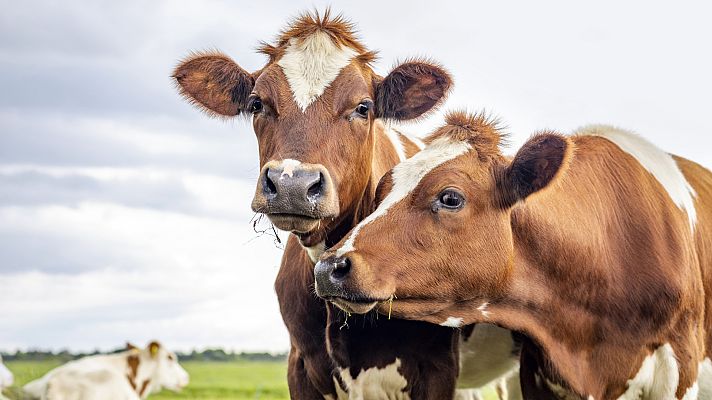 AQUÍ HAY TRABAJO - El Tinder de los pueblos - ver ahora