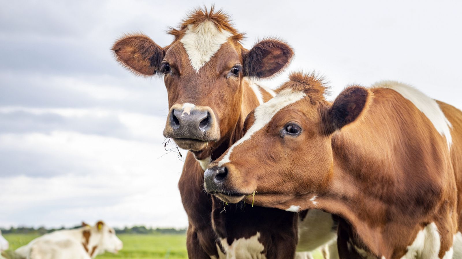 AQUÍ HAY TRABAJO - El Tinder de los pueblos - ver ahora