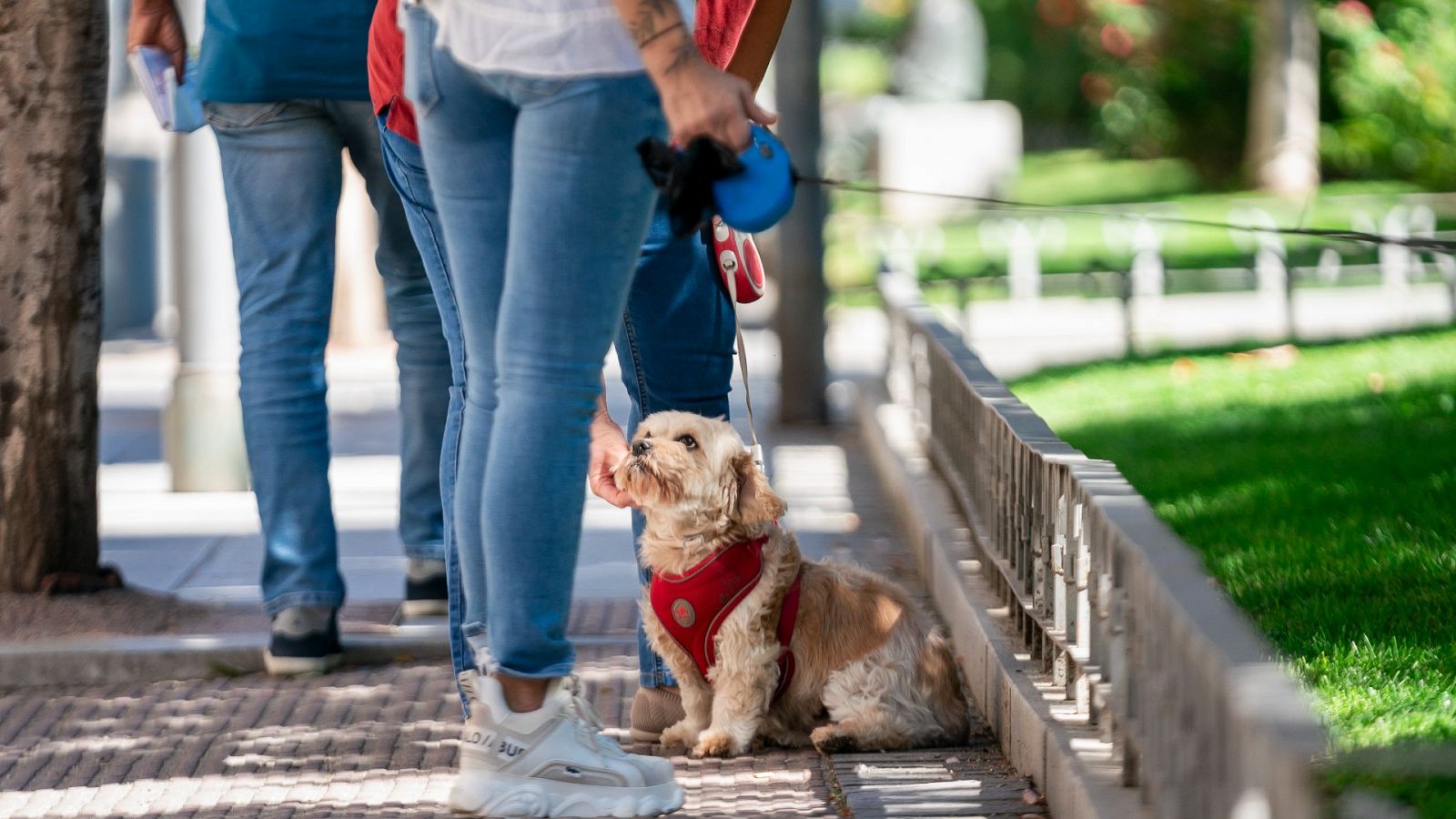 La ley de bienestar animal entra en vigor: las claves