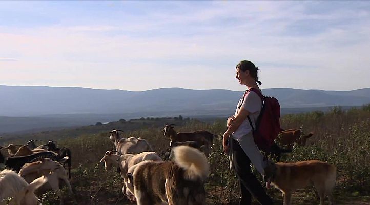 'Entrelobas', un rebaño ecológico y tecnológico premiado por la UE   