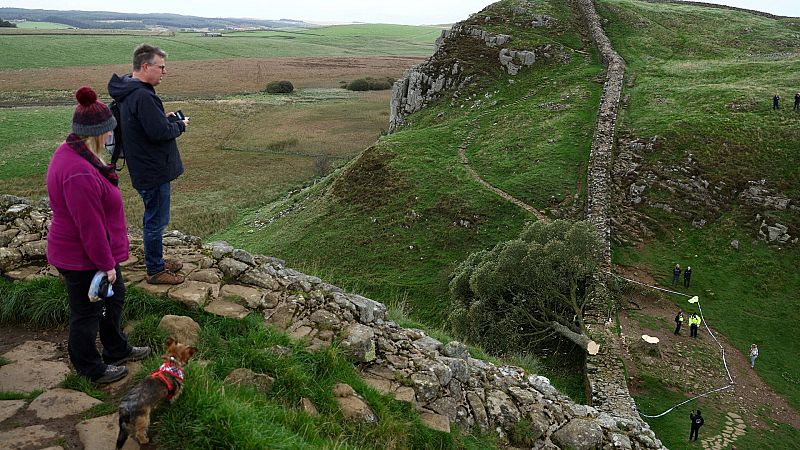 Aparece talado el centenario 'árbol de Robin Hood', uno de los más famosos de Reino Unido