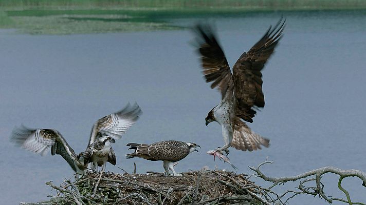 Somos documentales - La fauna y la flora de los lagos secretos