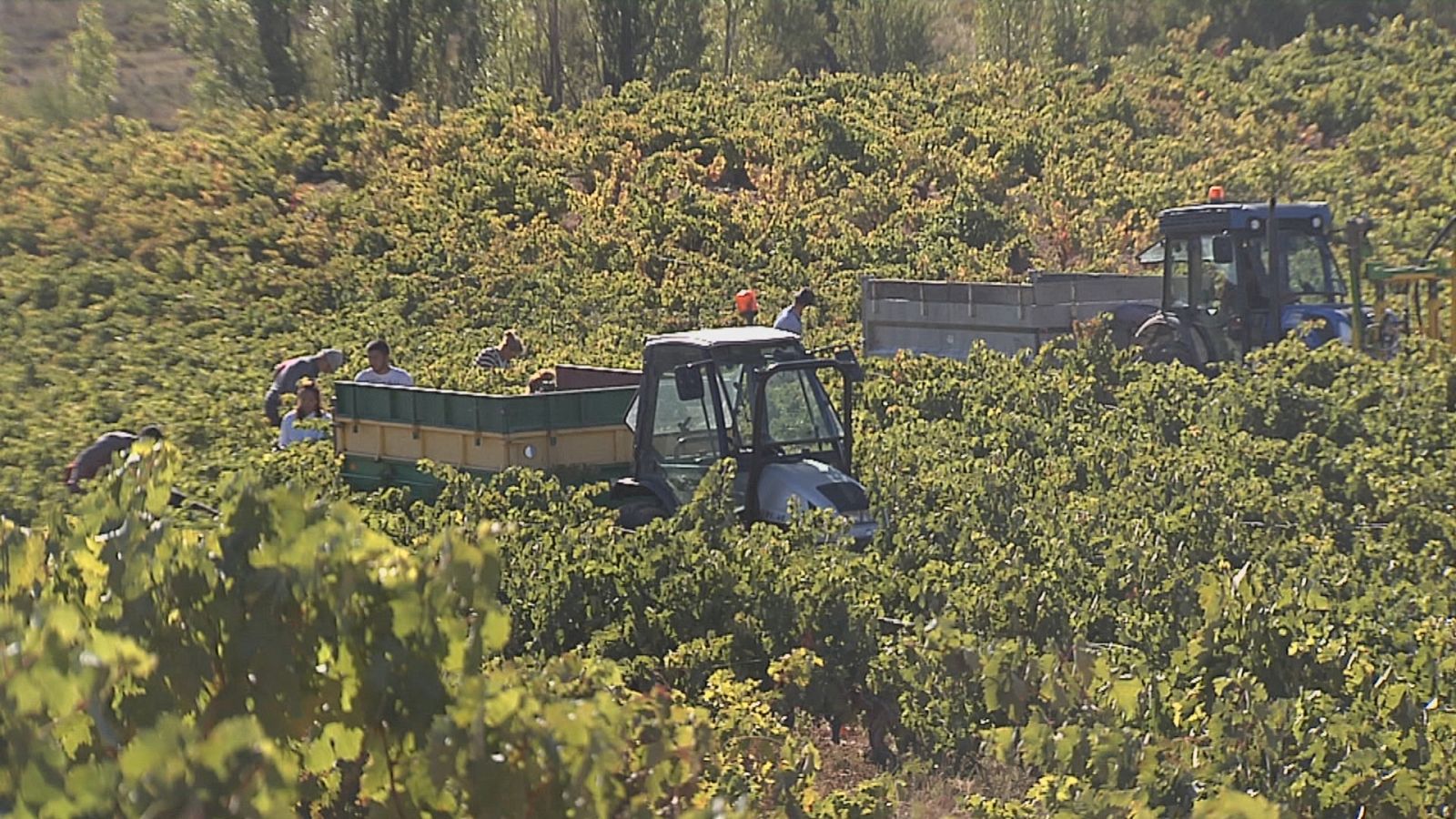 Agrosfera - 30/09/23 - ver ahora