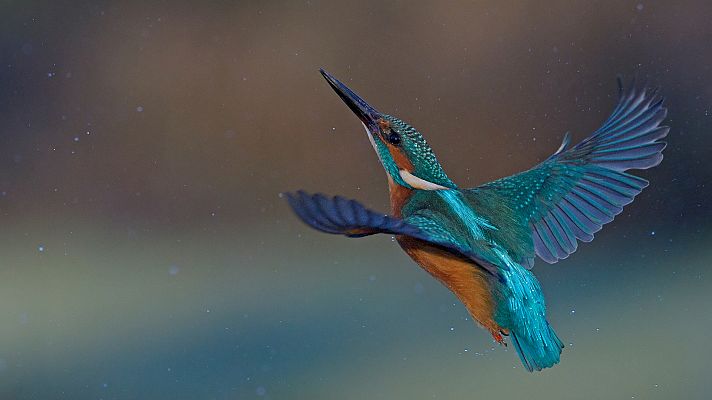 Arte y tecnología se unen para coincienciar sobre el declive de las aves