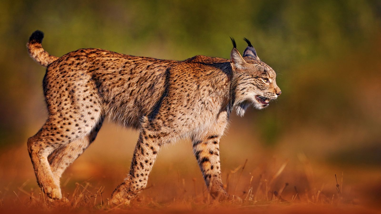 Panteras - Lince ibérico: el gran felino mediterráneo