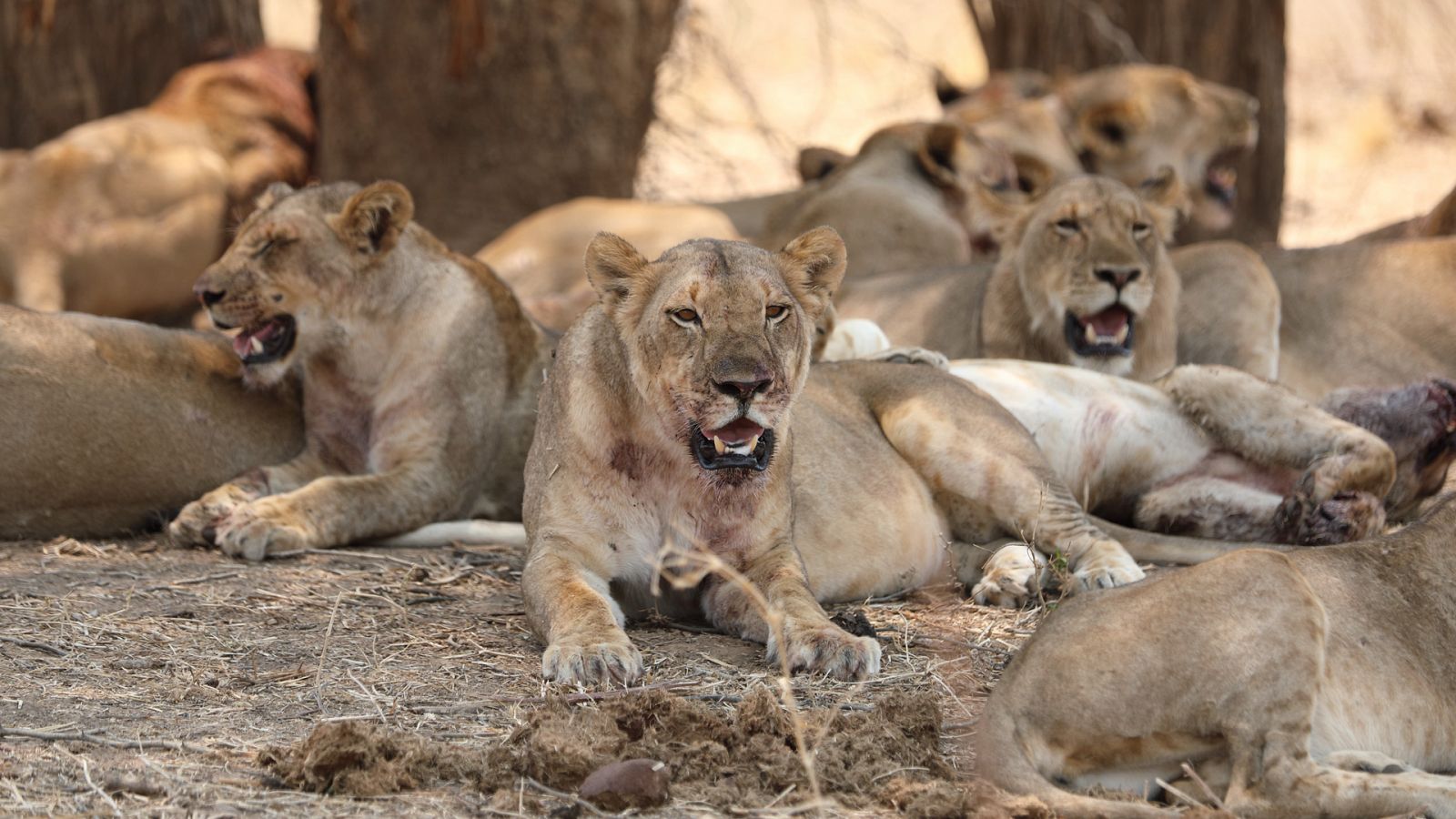 Cazadores de África - Episodio 2: Manadas y prejuicios - ver ahora
