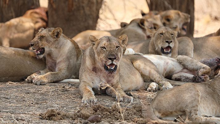 Los cazadores de África - Manadas y prejuicios