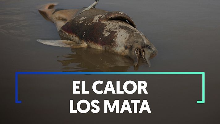 Modo Digital - Mueren en el Amazonas 120 delfines que se encontraban en peligro de extinción