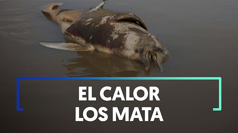 Mueren en el Amazonas 120 delfines que se encontraban en peligro de extinción