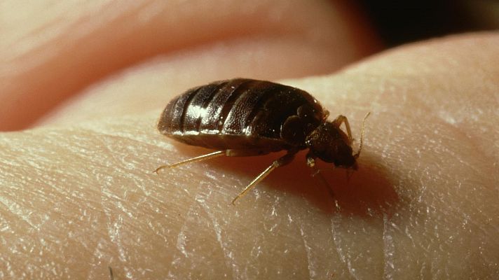 Una plaga de chinches se expande por Francia e invade el transporte público y los cines 