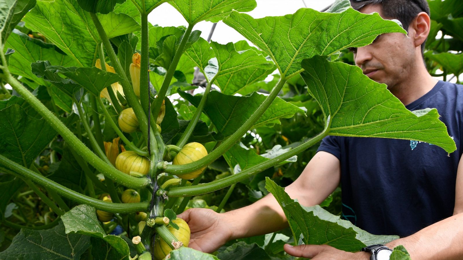 España es cada vez menos la huerta de Europa