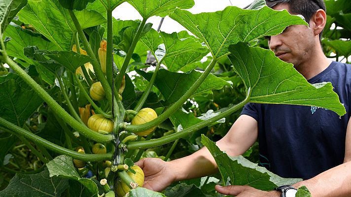 España es cada vez menos la huerta de Europa: las exportaciones de frutas y verduras caen un 8% el primer semestre