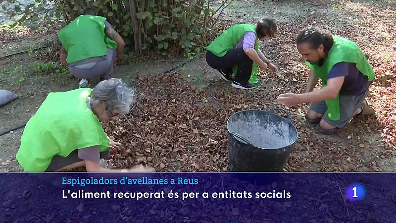 Espigolar: una activitat que ha repartit 200 racions d'aliment fresc durant aquest estiu 