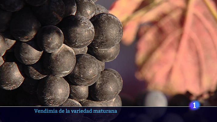 Informativo Telerioja - Informativo Telerioja  - 06/10/23