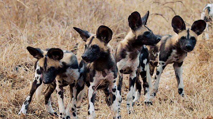 Los cazadores de África - Rivales mortales