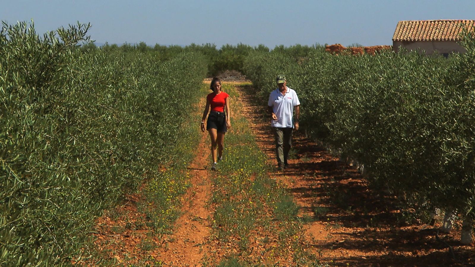 El escarabajo verde - Daimiel, convertir el agua en vino - ver ahora