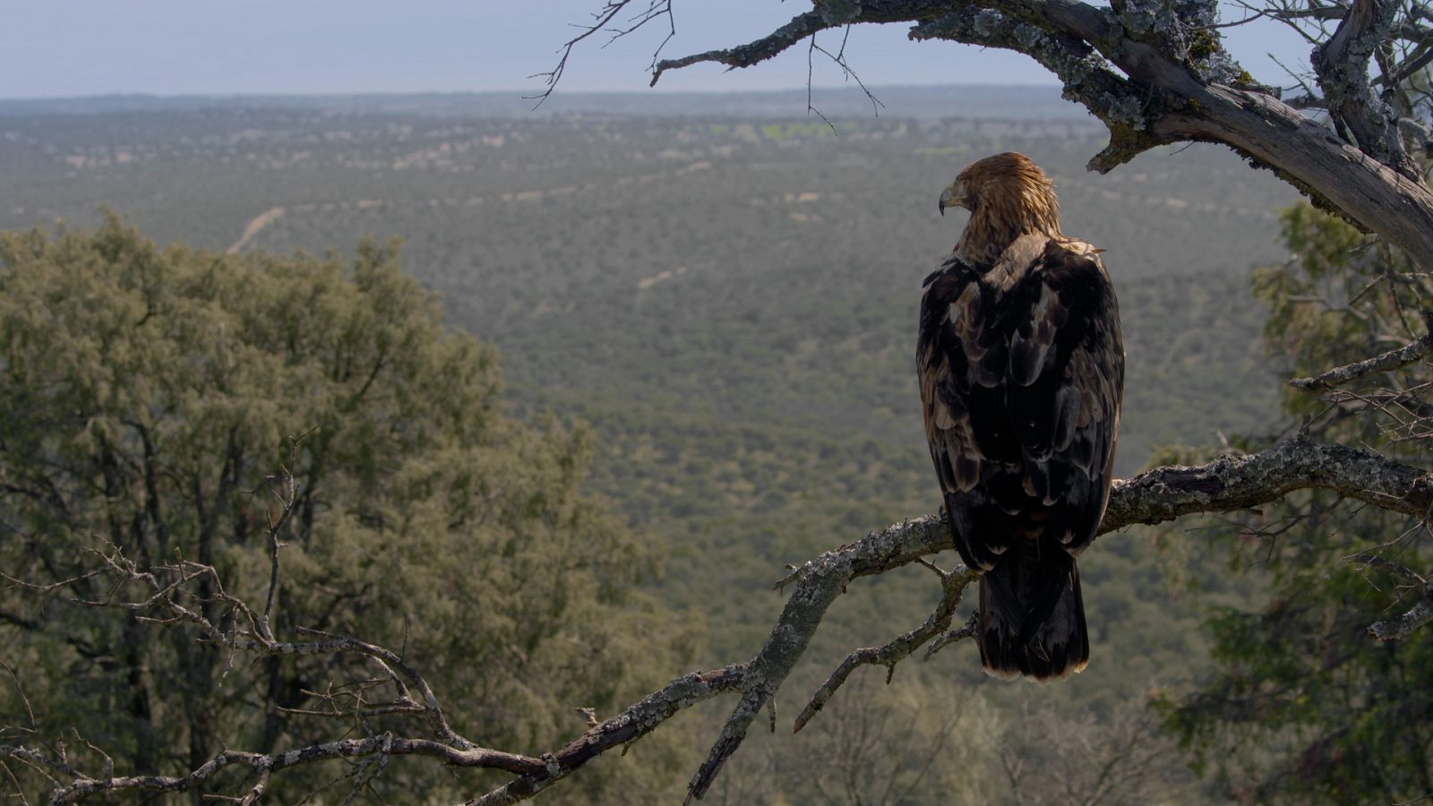 Cuaderno de campo - Águila imperial - ver ahora