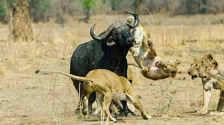 La batalla de los búfalos