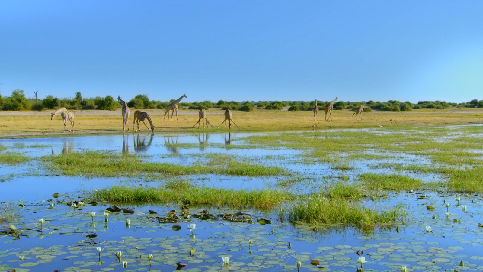 El año salvaje en África - Episodio 2: Verano - ver ahora