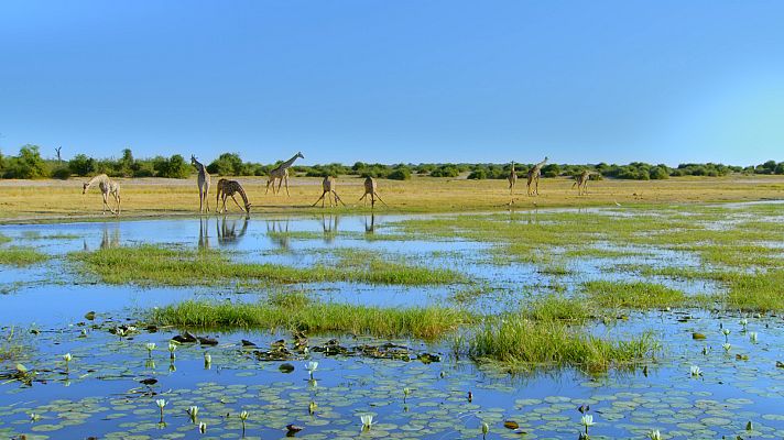 El año salvaje en África - Verano