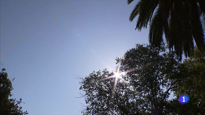 Què fa que un arbre es trenqui i cagui? A Barcelona, han caigut 150 arbres enguany