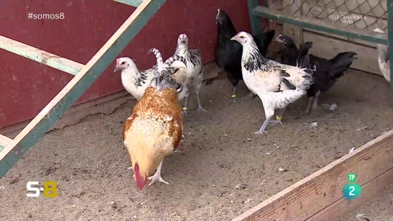 Somos 8 - 13/10/2023 | Magazine de la actualidad canaria - Somos 8 | Ver