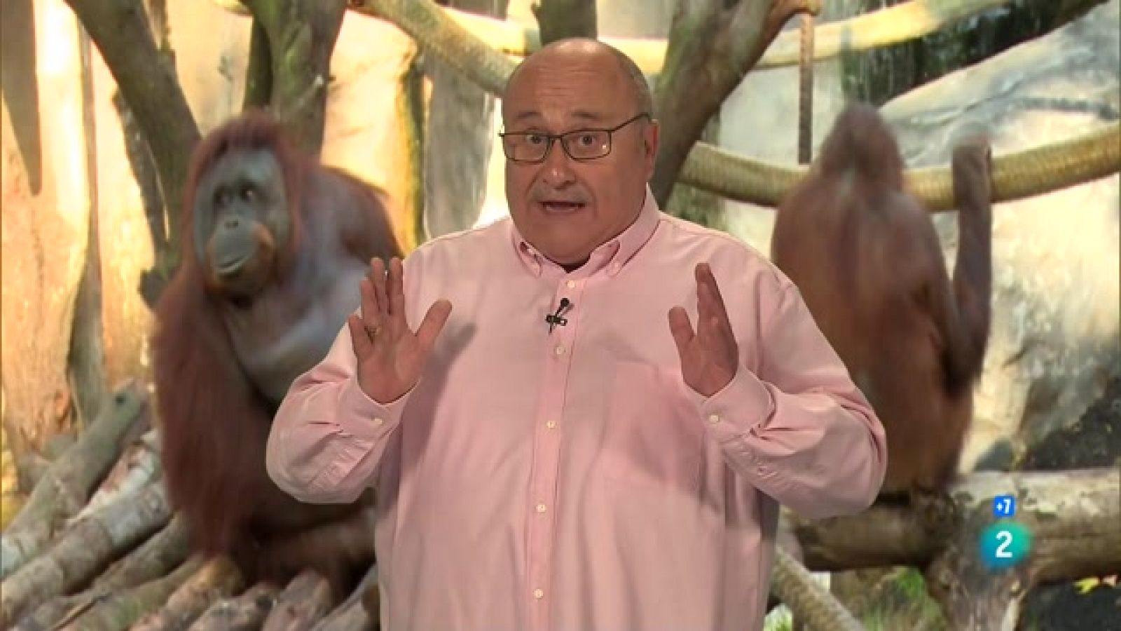 Calidoscopi - Zoo - Veure ara