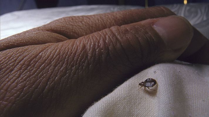 Telediario 1 - España tampoco se libra de las chinches, aunque no pueden considerarse como plaga