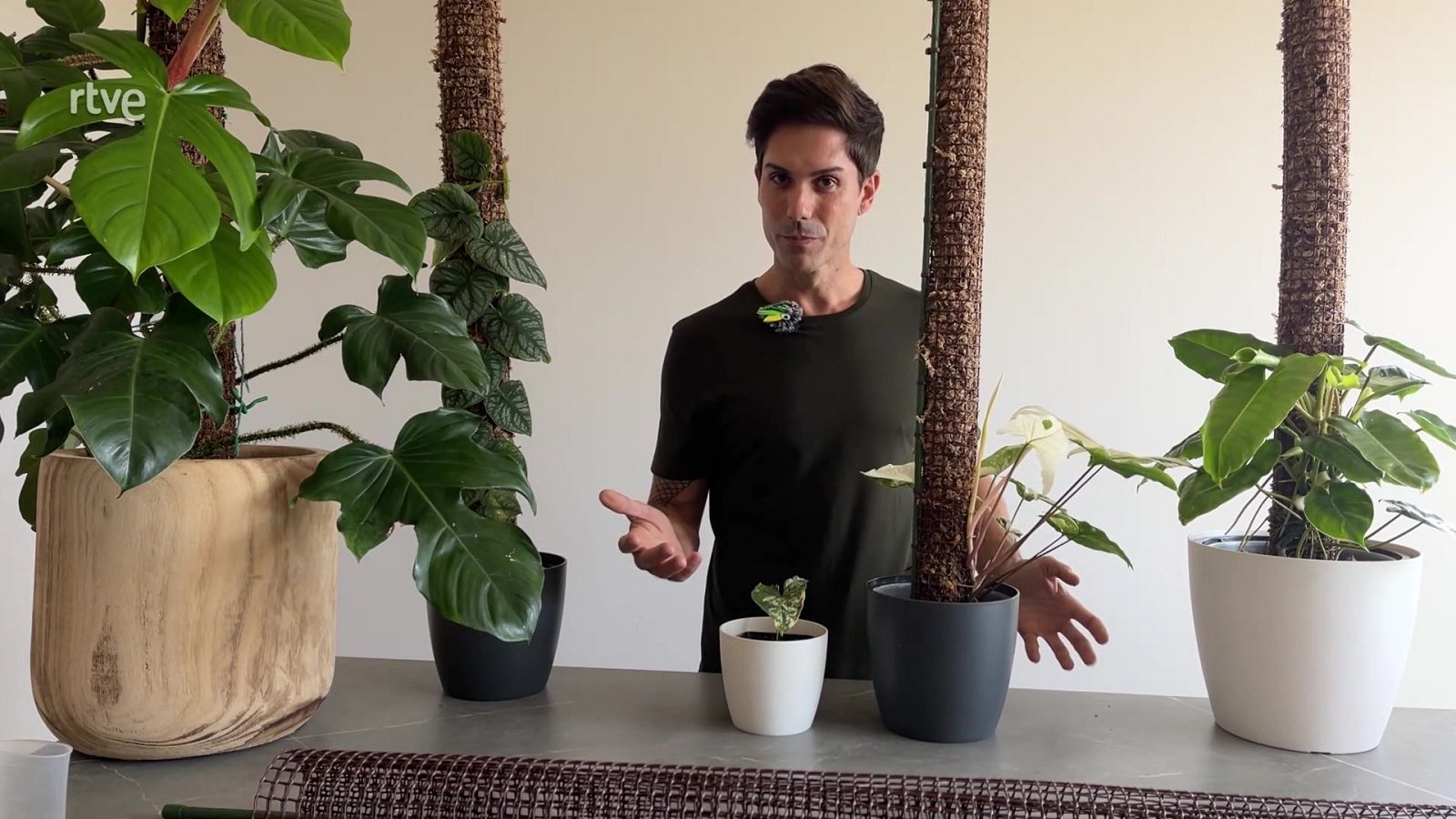 Va de Verd - Un tutor per a que les plantes creixin - Veure ara