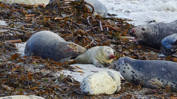 Nacidos de la tormenta - Los hijos de la tormenta