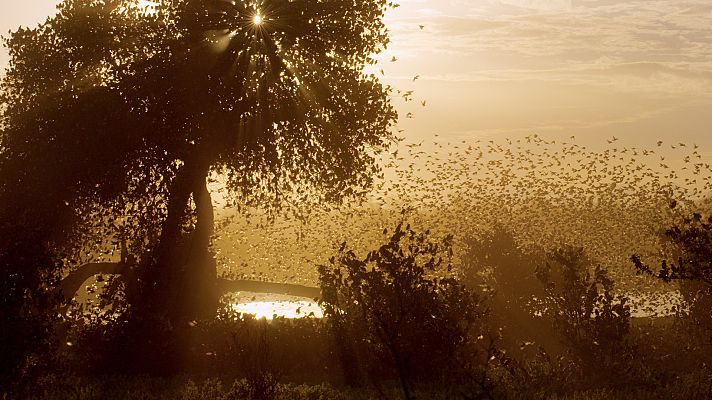 Erase una vez en Tsavo - Época de abundancia