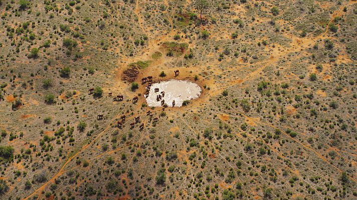 Erase una vez en Tsavo - Supervivencia