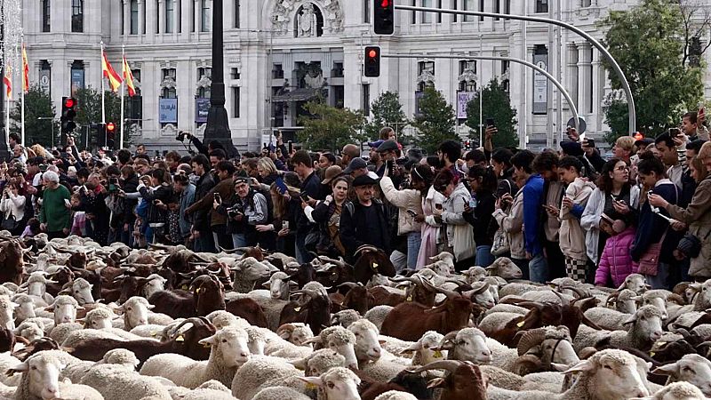 La Fiesta de la Trashumancia inunda Madrid con 1.000 ovejas por el centro de la capital