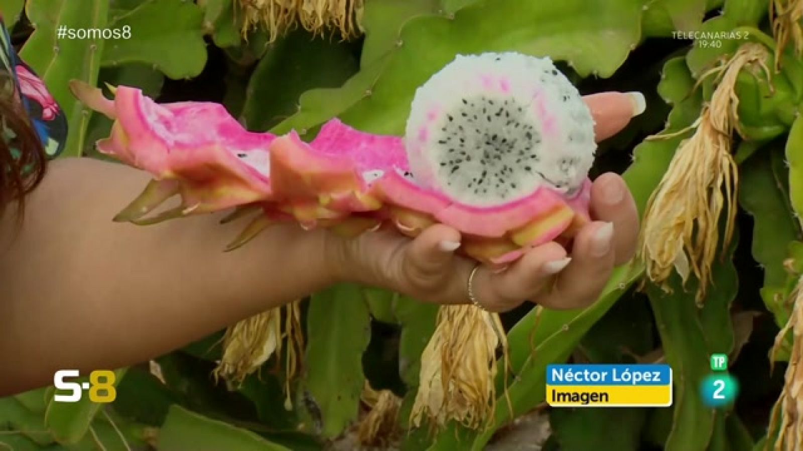 Somos 8 - 23/10/2023 | Magazine de la actualidad canaria - Somos 8 | Ver