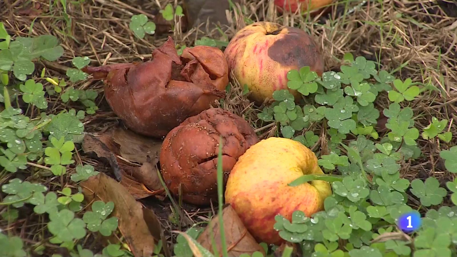 Asturias en 2' - 24/10/23 - RTVE.es