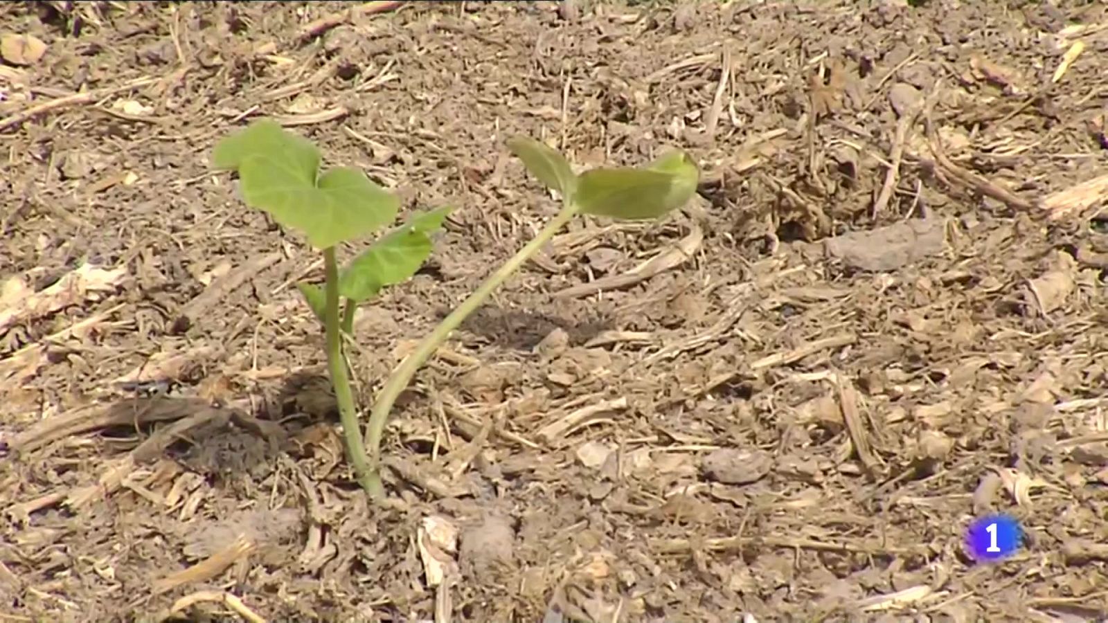 L'Informatiu Comunitat Valenciana 2 - 24/10/23 ver ahora