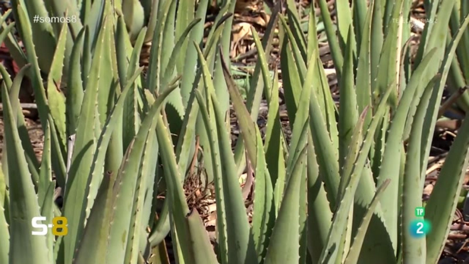 Somos 8 - 24/10/2023 | Magazine de la actualidad canaria - Somos 8 | Ver