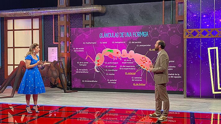 Órbita Laika - Hormigas