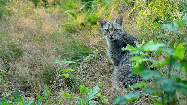 El escarabajo verde - Tres días para cuatro gatos - Avance