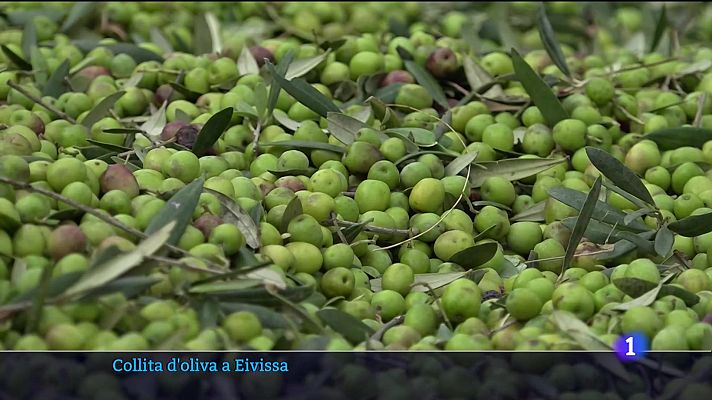 Informatiu Balear - Collita d'oliva a Eivissa