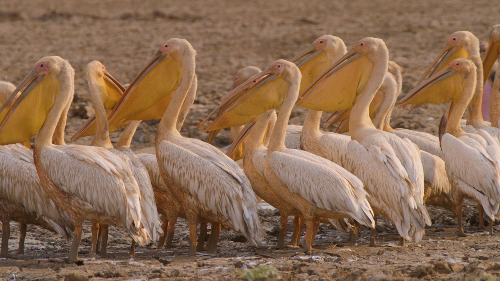 Zambia salvaje - Episodio 5: El valle de los pájaros - Documental en RTVE