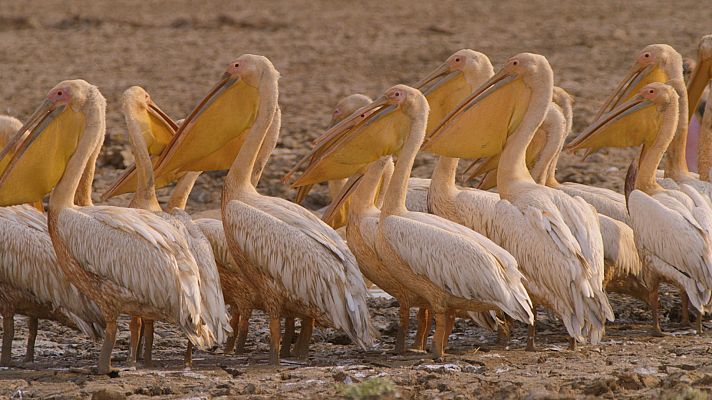 El valle de los pájaros