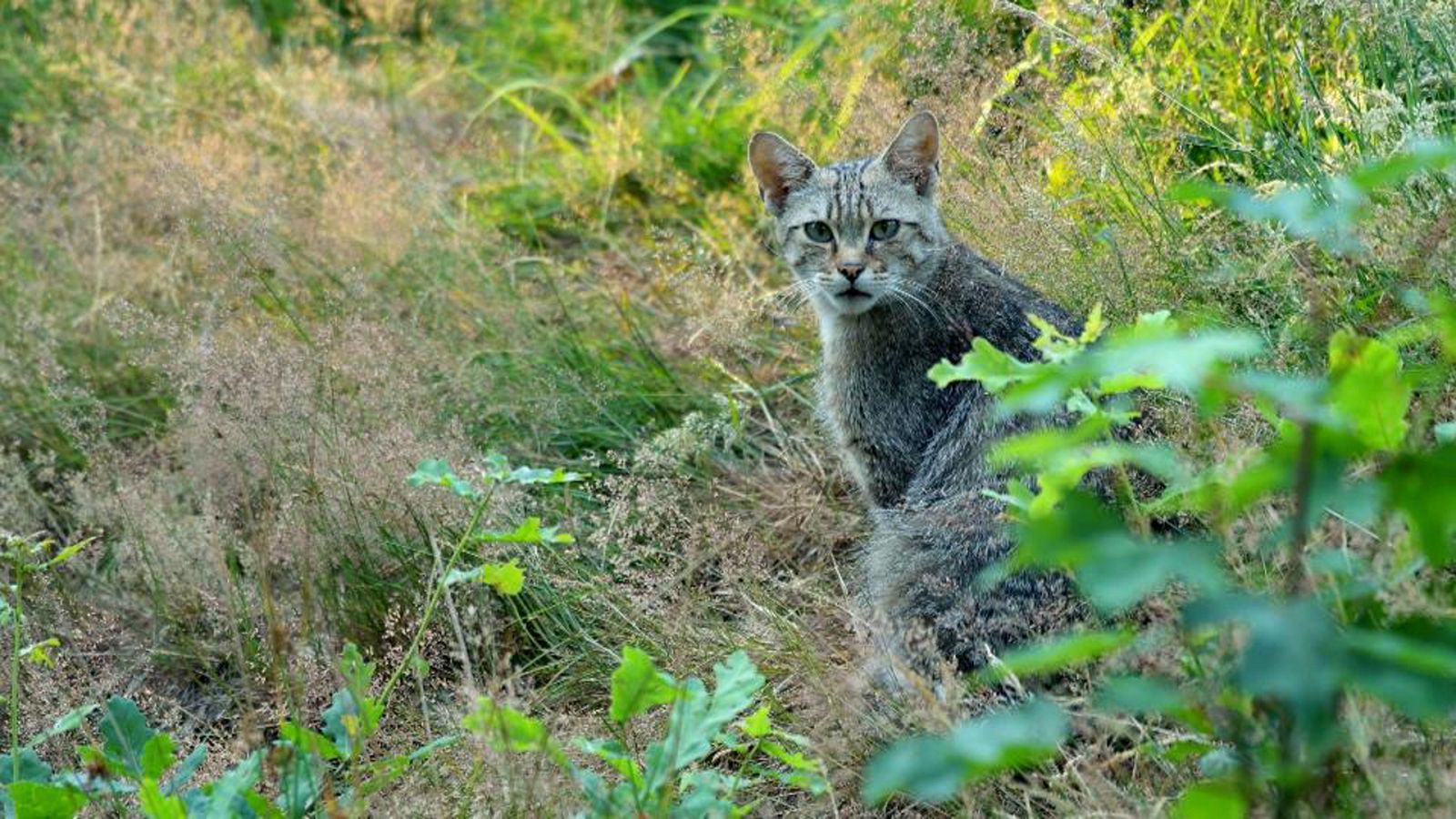 El escarabajo verde - El gato montés. Tres días para cuatro gatos