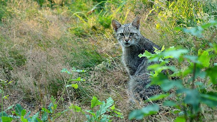 El gato montés. Tres días para cuatro gatos