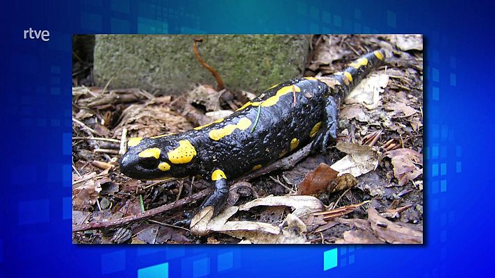 Saber y ganar - Saber y ganar. Edición de fin de semana - 28/10/23