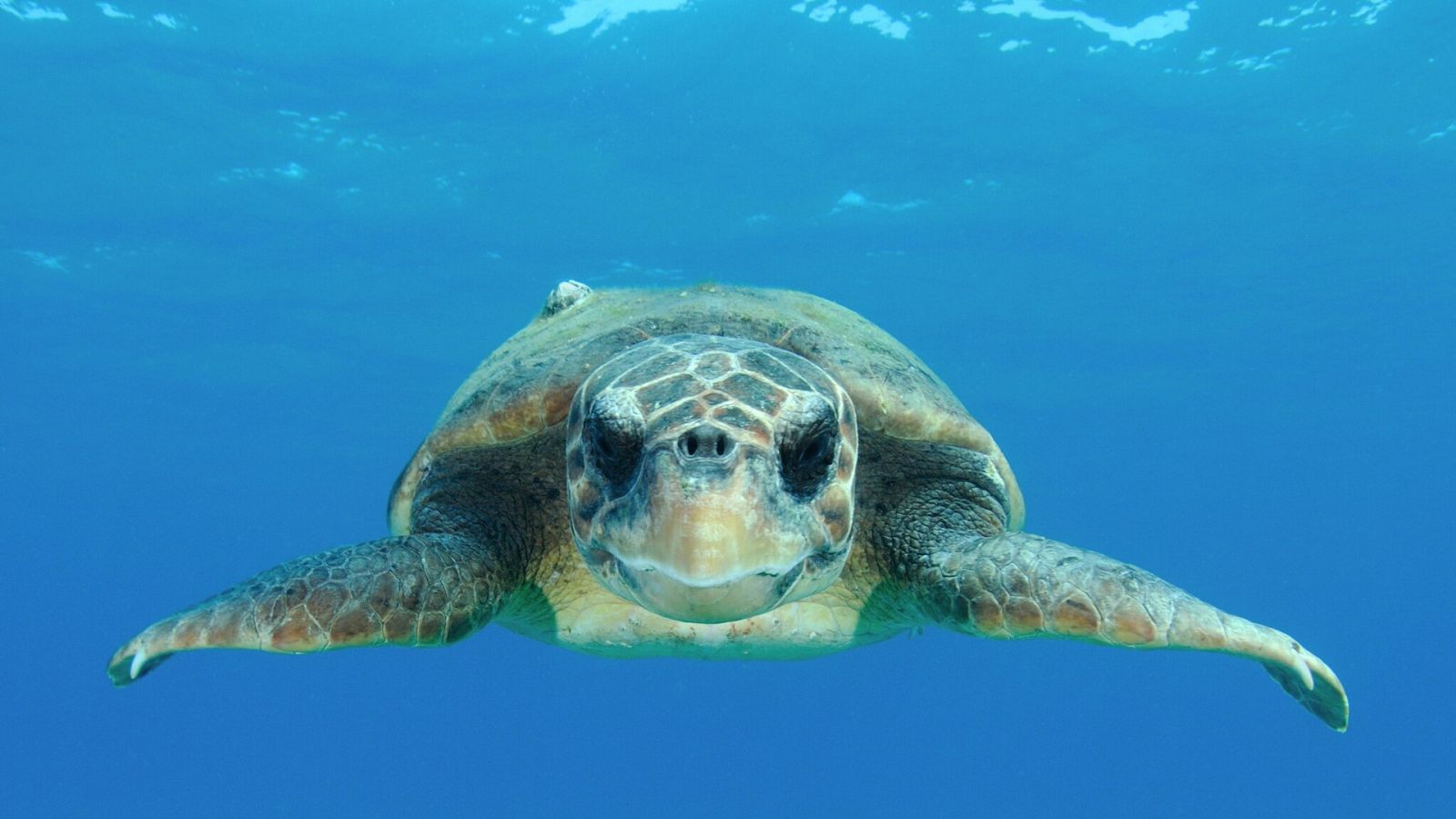 Animales con cámaras - Episodio 2: Australia - ver ahora