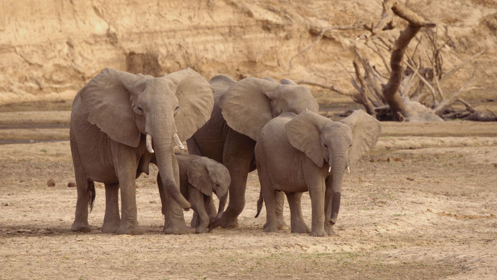 Zambia salvaje - Episodio 6: Mitos de África - ver ahora