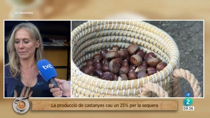 Cafè d'idees - Rècord de llicències per vendre castanyes al carrer