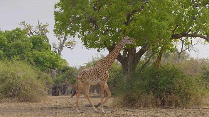 Zambia salvaje - Historias de árboles