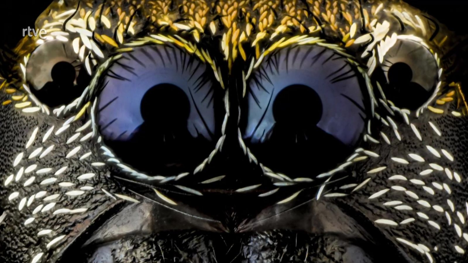 Objetivo Planeta - Fotografía de lo invisible - ver ahora